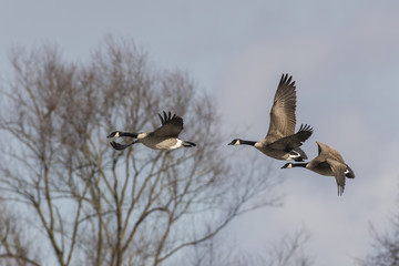 Kanadagans (Branta canadagensis)