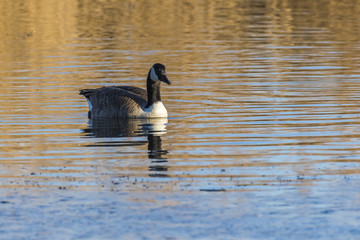 Kanadagans (Branta canadagensis)
