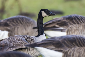 Kanadagans (Branta canadagensis)
