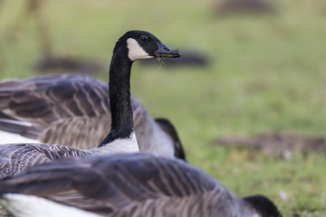 Kanadagans (Branta canadagensis)
