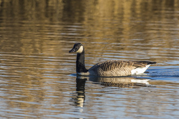 Kanadagans (Branta canadagensis)
