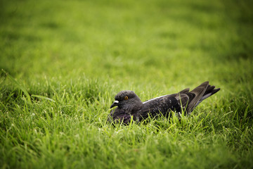 Pigeon