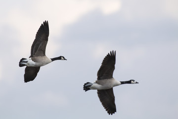 Kanadagans (Branta canadagensis)