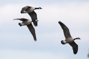 Kanadagans (Branta canadagensis)