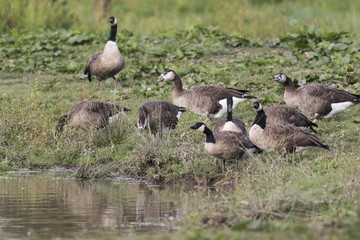 Kanadagans (Branta canadagensis)