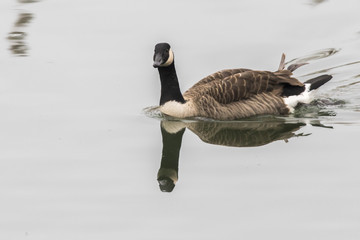 Kanadagans (Branta canadagensis)