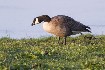 Kanadagans (Branta canadagensis)