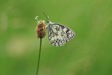Schachbrettfalter auf Spitzwegerich