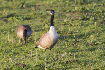 Kanadagans (Branta canadagensis)
