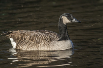 Kanadagans (Branta canadagensis)