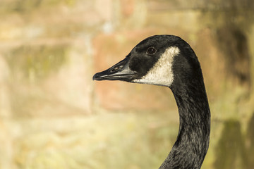 Kanadagans (Branta canadagensis)