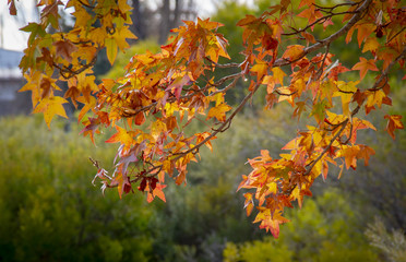 Golden winter leaves ready to drop on trees in Stanthorpe, Queensland, Australia