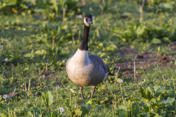 Kanadagans (Branta canadagensis)