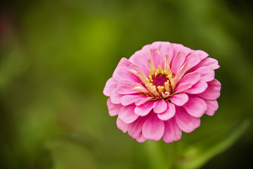Obraz premium Pink Zinnia
