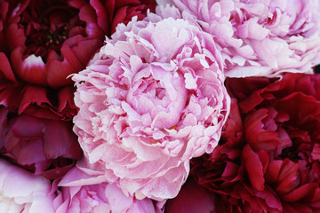 Bouquet of peonies close-up