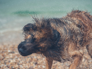 Big dog shaking to dry itself at the beach