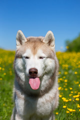 Close-up Portrait of A beige and white dog breed siberian husky is in the buttercup field in summer. Image of funny husky with tonque out on the yellow flowers, green grass and blue sky background