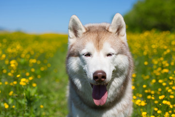 Portrait of A beige and white dog breed siberian husky is in the buttercup field in summer. Image of Siberian husky is in beautiful grass and flowers on blue sky background