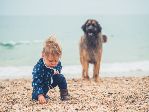 LIttle toddler with big dog on the beach
