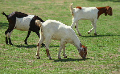 Goats eating grass, Goat on a pasture