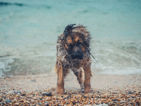Big dog shaking to dry itself at the beach