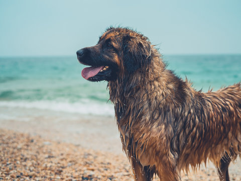 Big leonberger dog at the beach