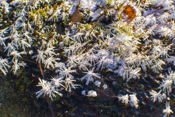 Snowflakes and frozen moss on the ice, Finland