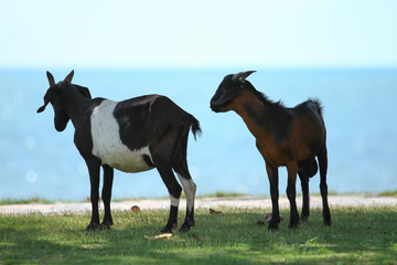 Goats eating grass, Goat on a pasture