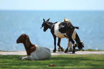 Goats eating grass, Goat on a pasture