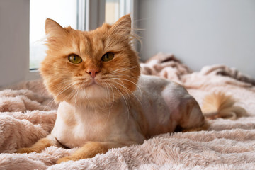 Funny ginger long-haired cat groomed with haircut near to the window.