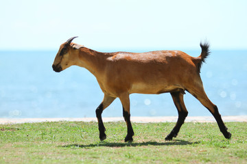 Goats eating grass, Goat on a pasture