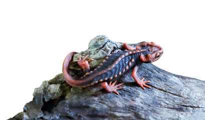 crocodile salamander doi Inthanon isolated on a white background