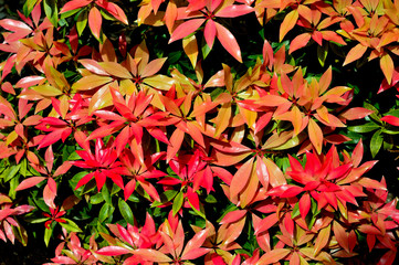 Red Leaves only in Spring