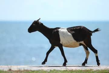 Goats eating grass, Goat on a pasture