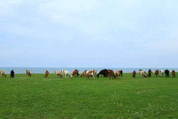 Goats eating grass, Goat on a pasture