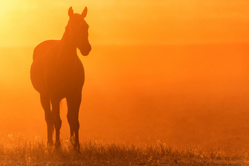 Wild horse grazes in the meadow at sunset