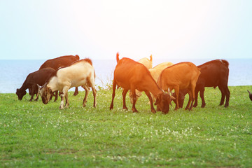 Goats eating grass, Goat on a pasture