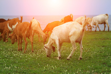 Obraz na płótnie Canvas Goats eating grass, Goat on a pasture