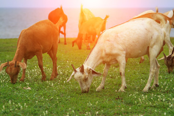 Goats eating grass, Goat on a pasture