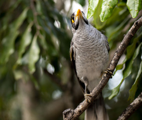 Noisy miner bird by itself