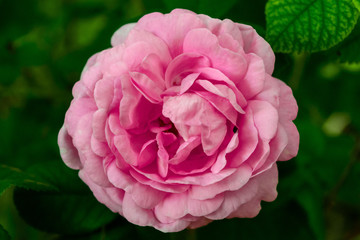 tea-rose