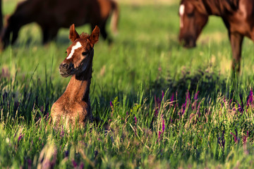 Young wild foal grazes in the sunlit meadow