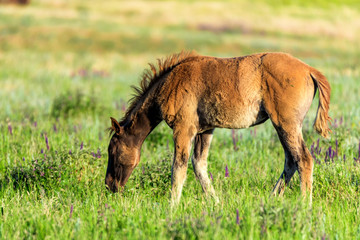 Wild horse grazes in the sunlit meadow