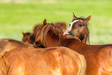 Wild horses graze in the sunlit meadow