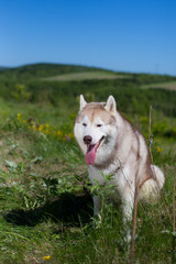 Portrait of free and beautiful beige and white dog breed siberian husky sitting in the field in summer. Image of Siberian husky is in grass and flowers on blue sky background