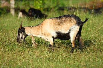 Goats eating grass, Goat on a pasture