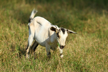 Goats eating grass, Goat on a pasture