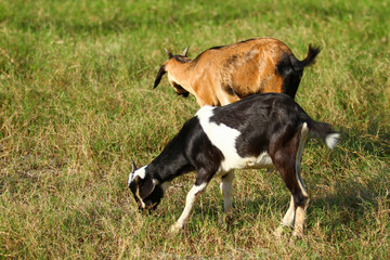 Goats eating grass, Goat on a pasture