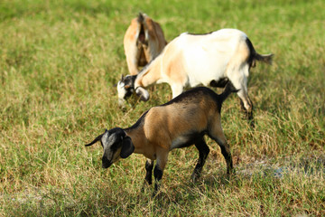 Goats eating grass, Goat on a pasture