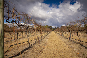 Obraz premium Dry, drought conditions and landscape in Stanthorpe on a stormy afternoon